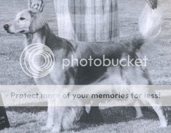 Dog picture