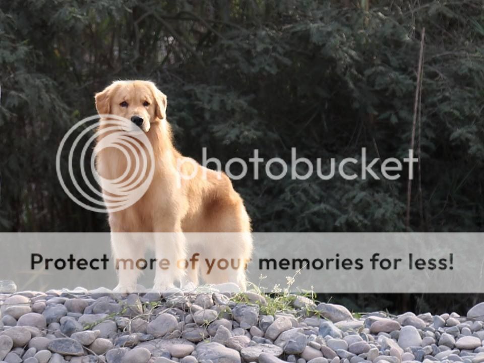Dog picture