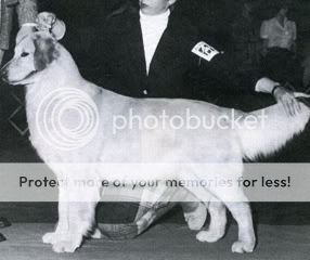 Dog picture