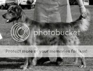 Dog picture