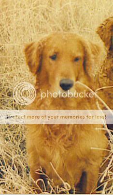 Dog picture