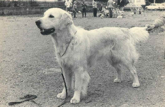 Dog picture