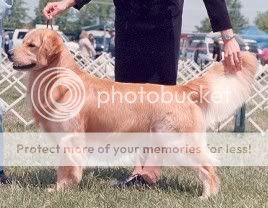 Dog picture