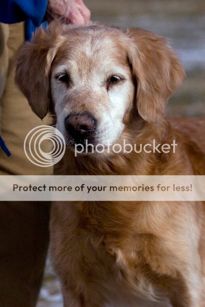 Dog picture