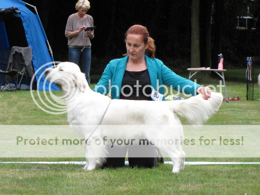 Dog picture