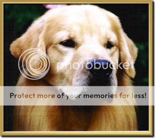 Dog picture