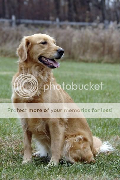 Dog picture
