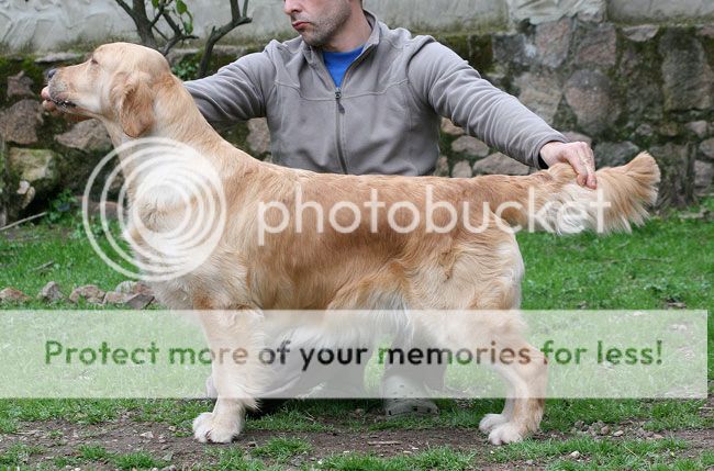 Dog picture