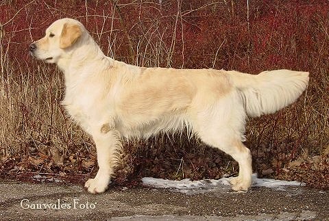 Dog picture