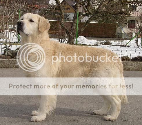 Dog picture