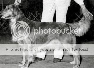 Dog picture