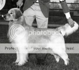 Dog picture