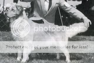 Dog picture