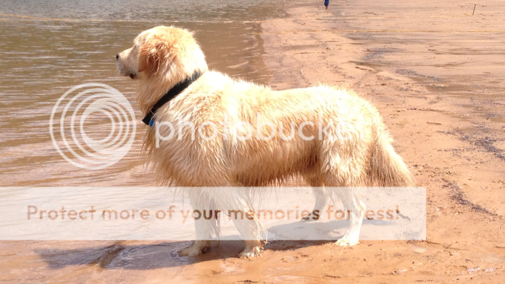 Dog picture