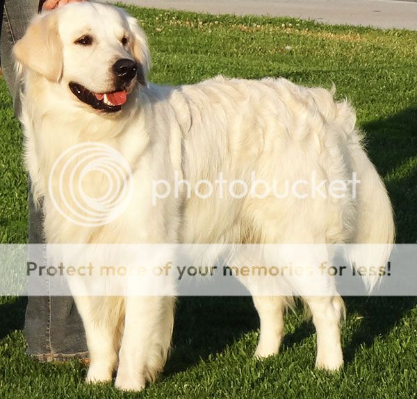 Dog picture