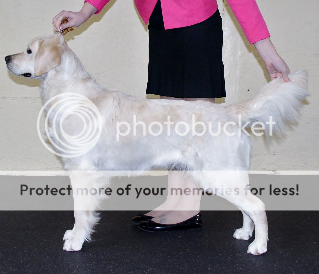 Dog picture
