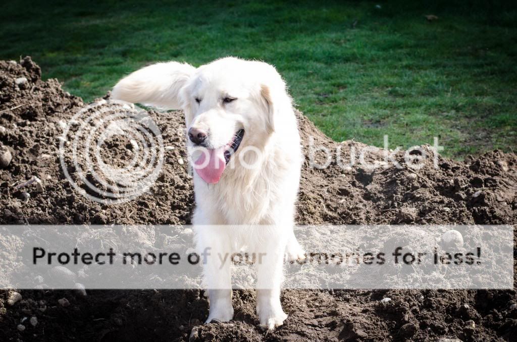Dog picture