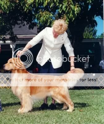Dog picture