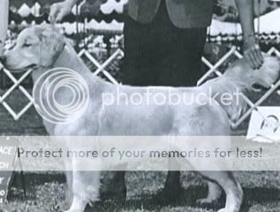 Dog picture