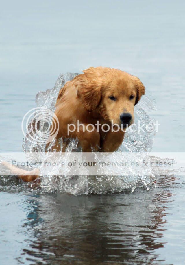 Dog picture