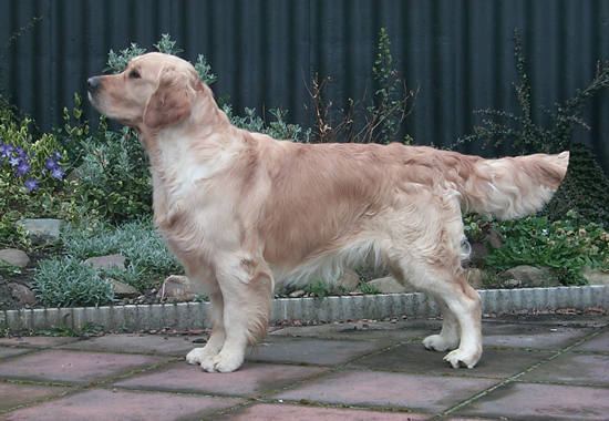 Dog picture