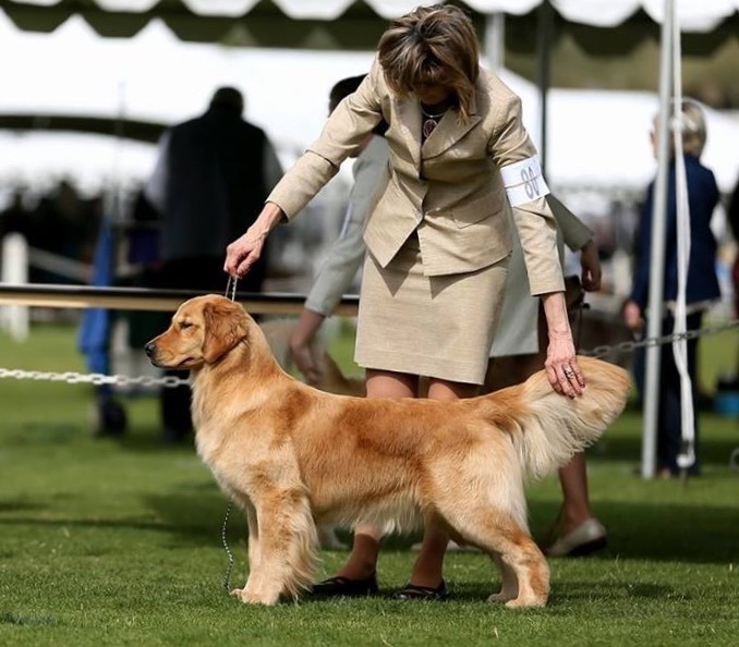 Dog picture