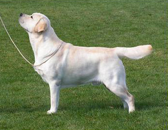 Dog picture