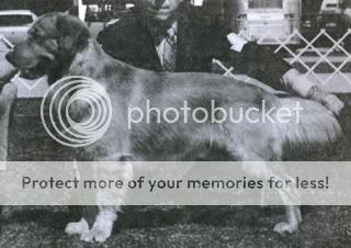 Dog picture