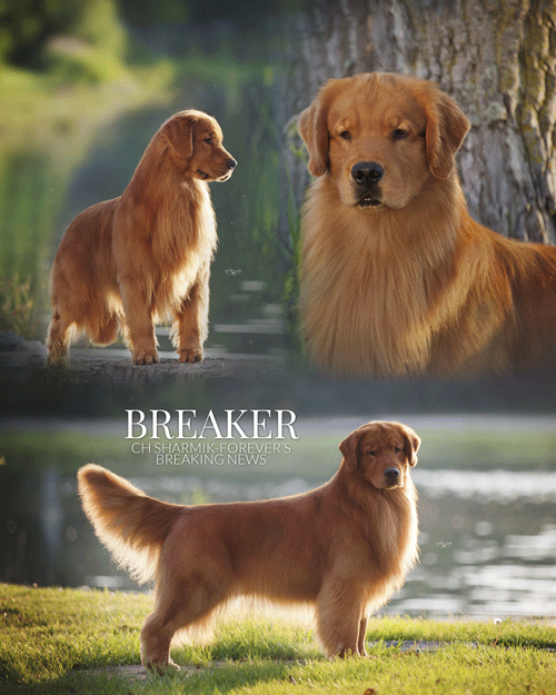 Dog picture