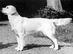 Dog picture