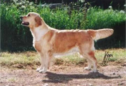 Dog picture