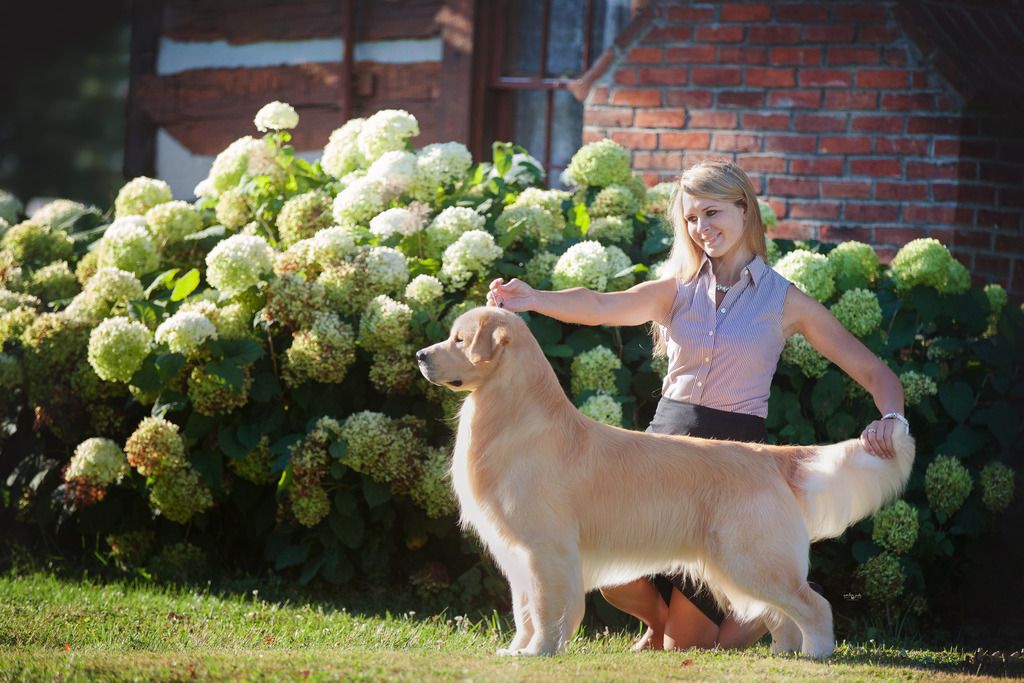Dog picture