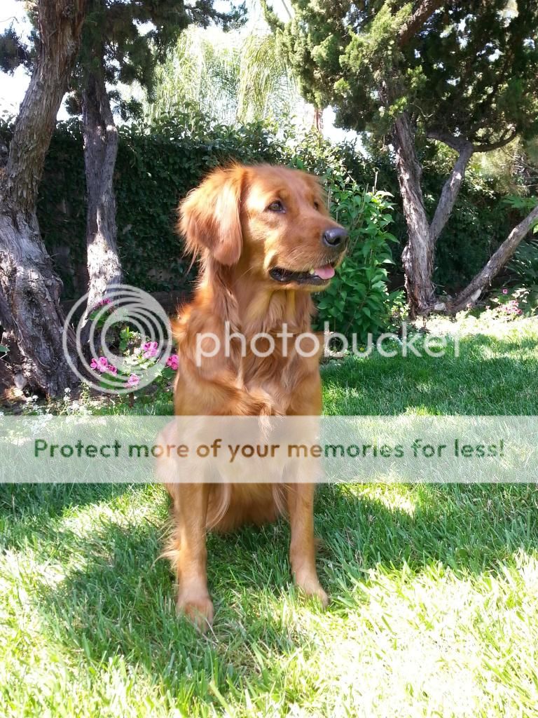 Dog picture