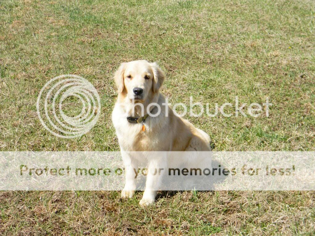 Dog picture