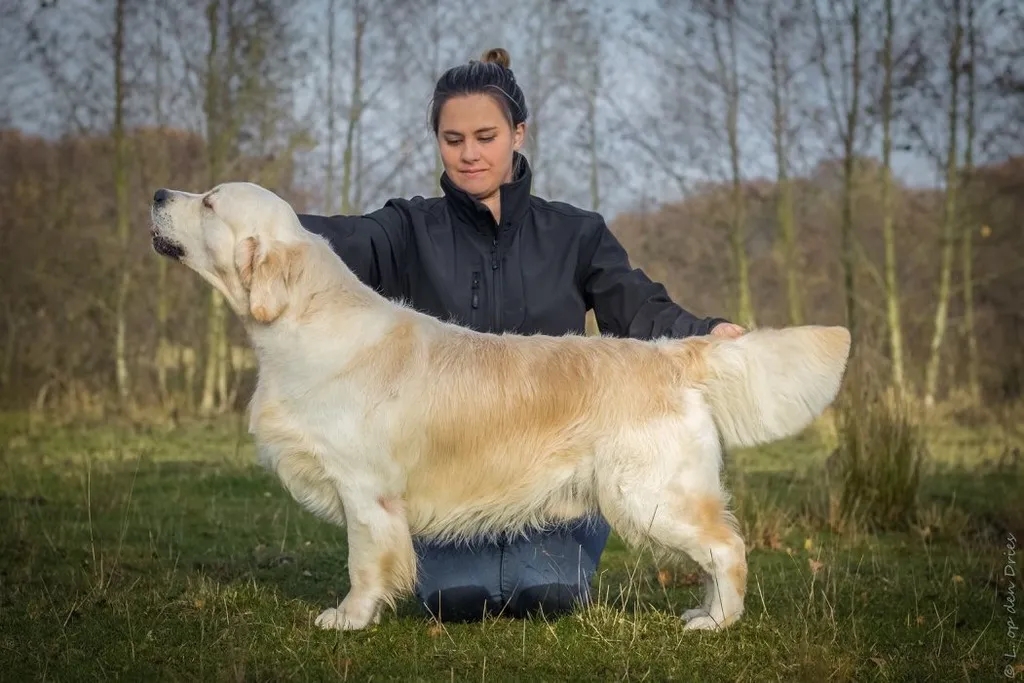 Dog picture