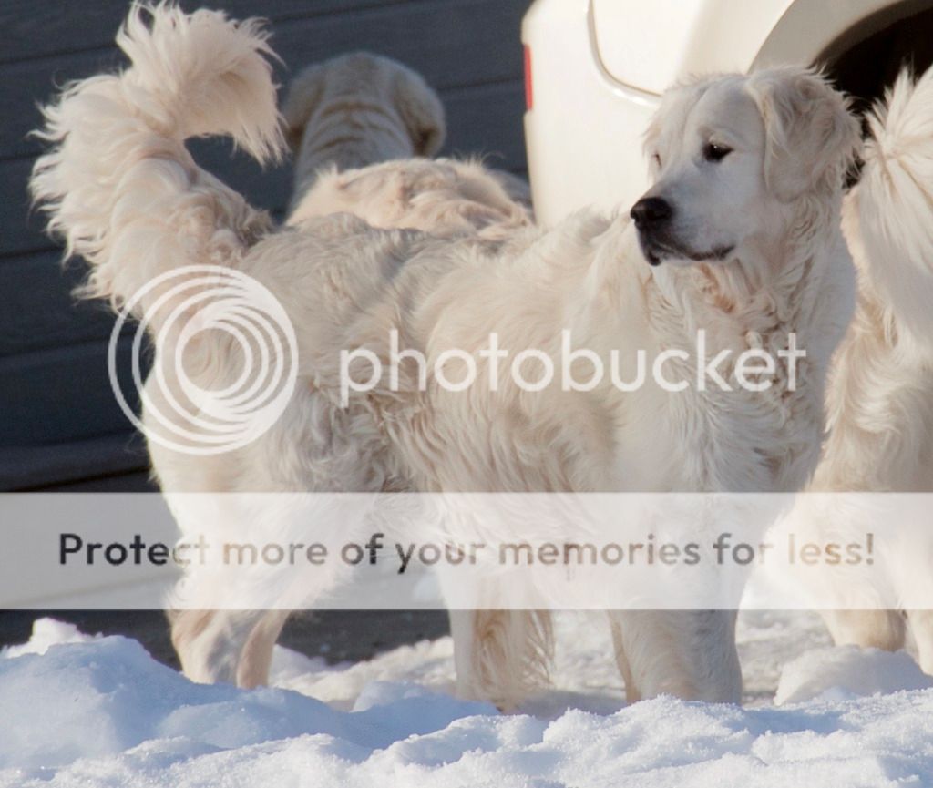 Dog picture