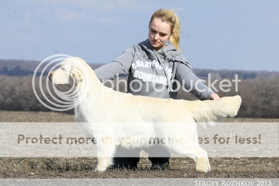 Dog picture