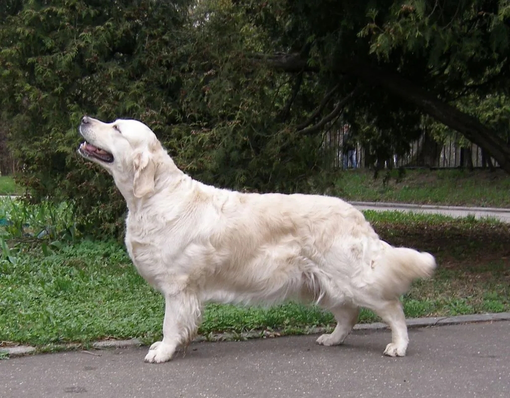 Dog picture