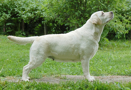 Dog picture