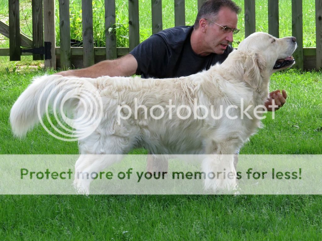Dog picture