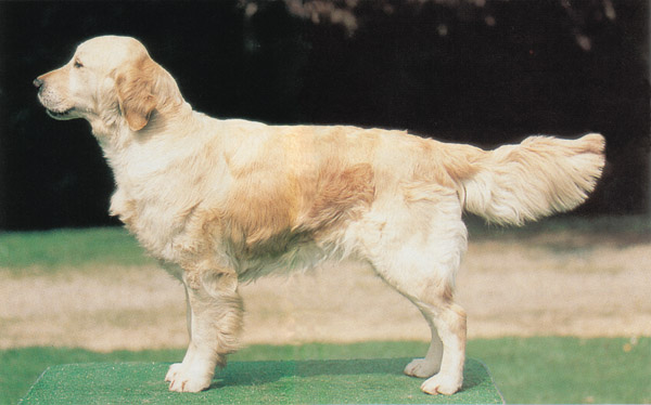 Dog picture