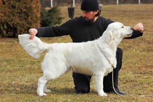 Dog picture