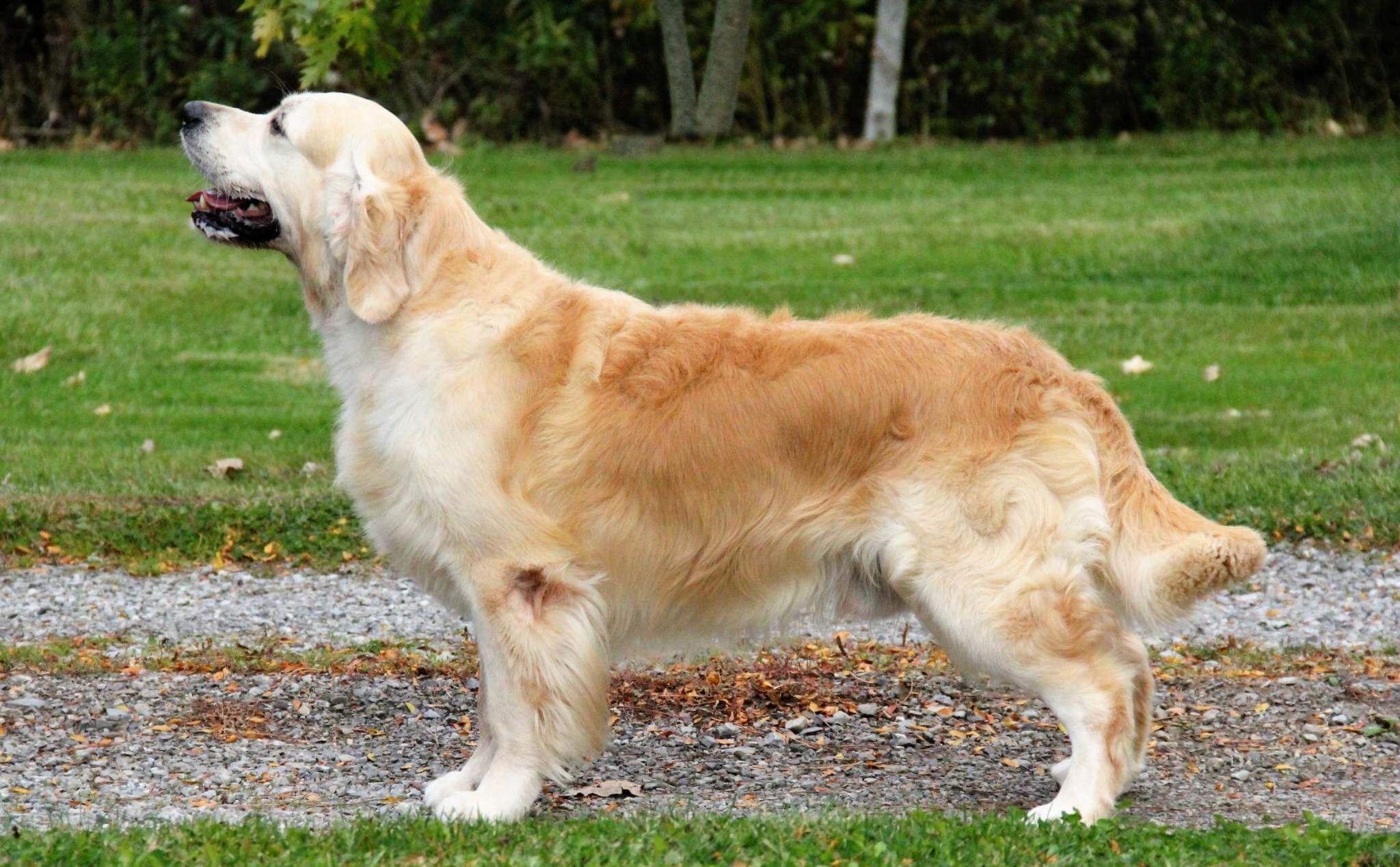 Dog picture