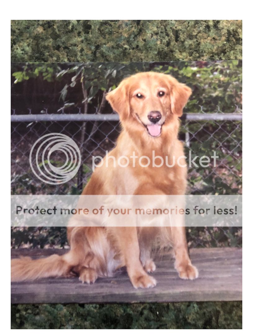 Dog picture