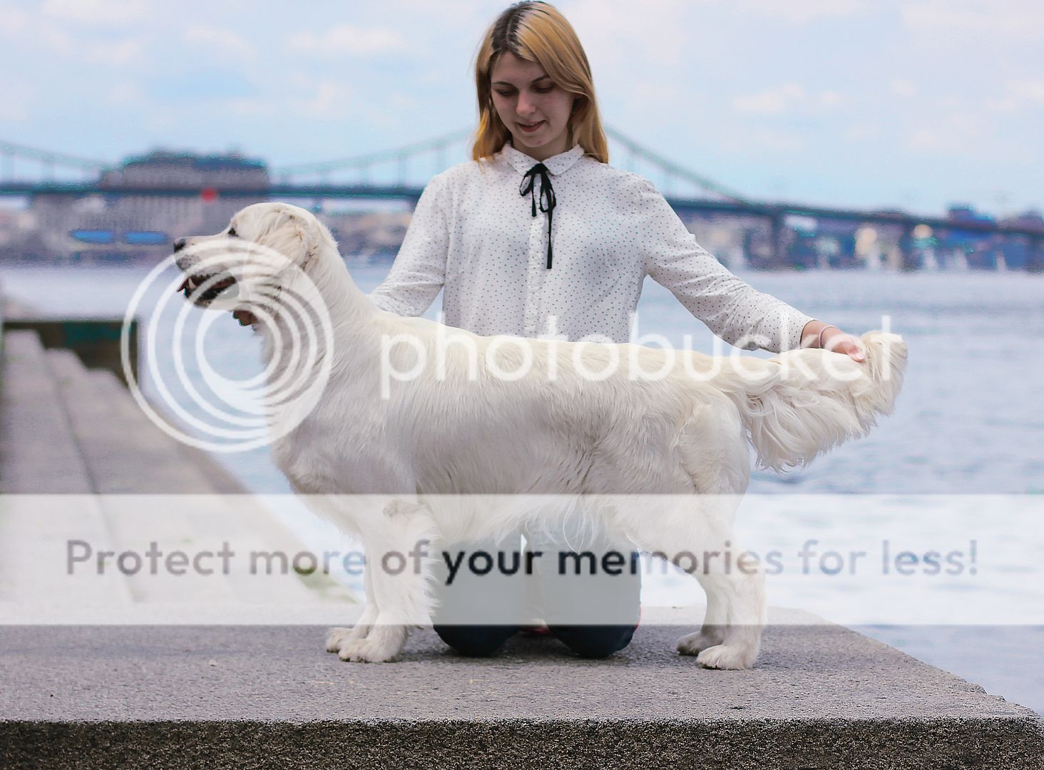 Dog picture