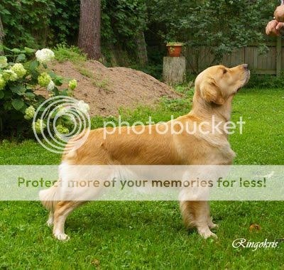 Dog picture