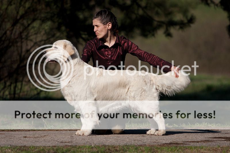 Dog picture