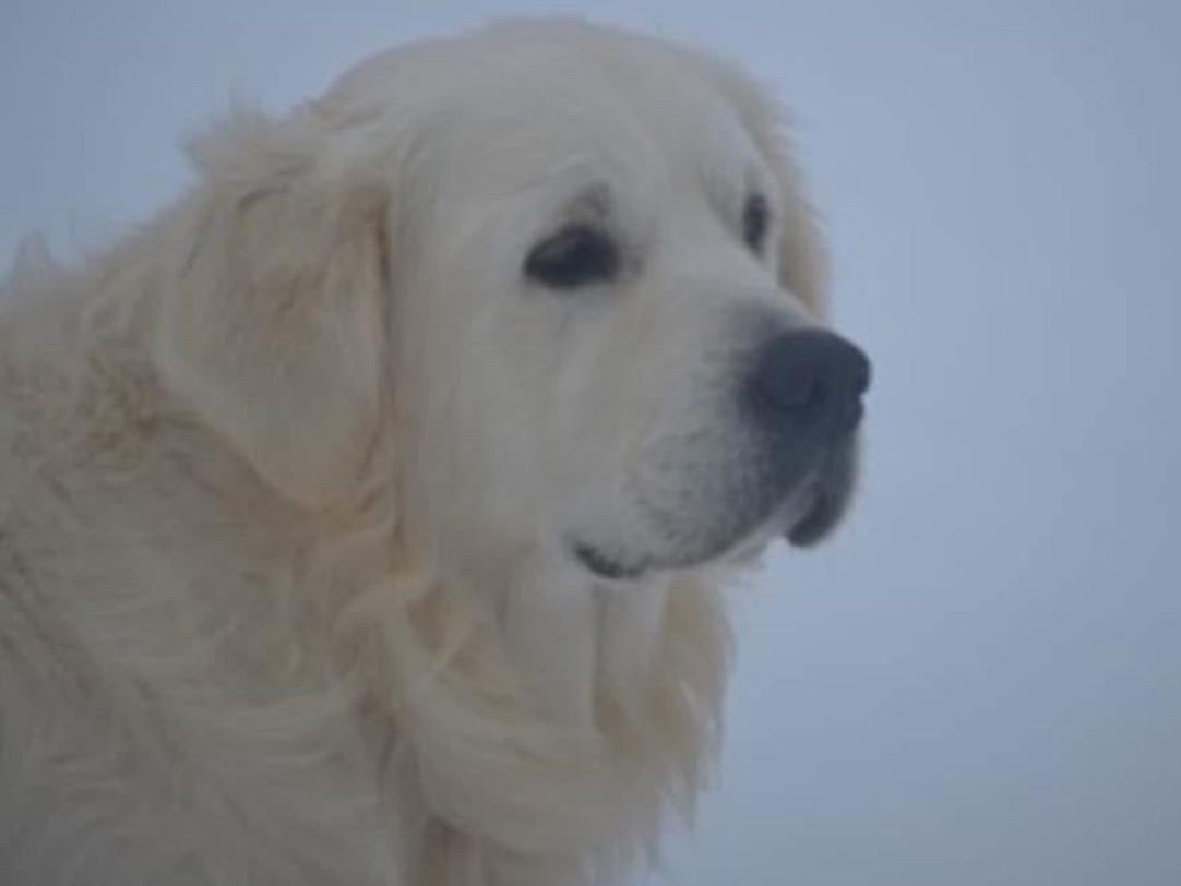 Dog picture