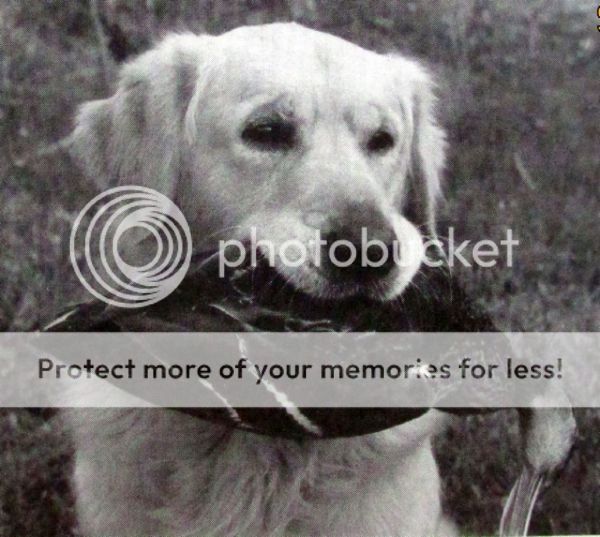 Dog picture