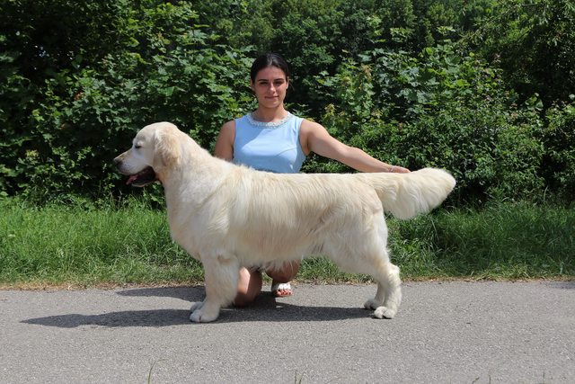 Dog picture